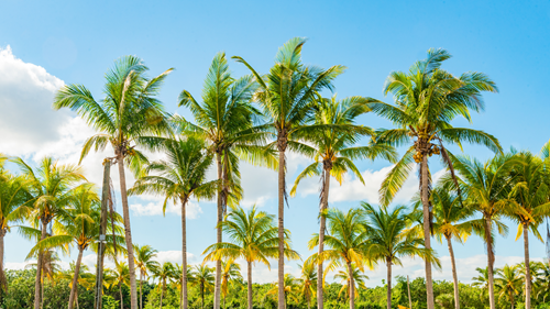 Discover New Homes Across Southeast Florida with Kolter Homes Discover New Homes Across Southeast Florida with Kolter Homes